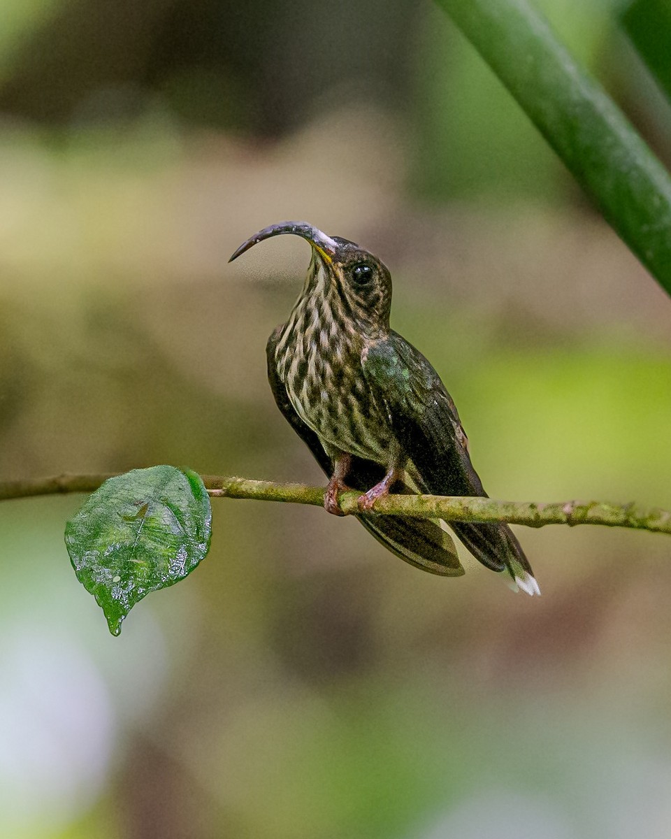 White-tipped Sicklebill - ML643432555