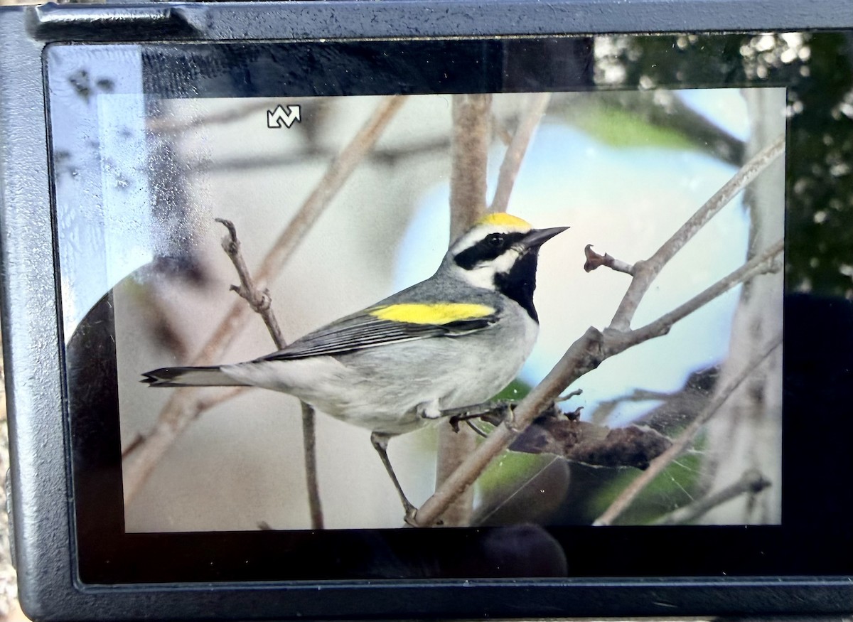 Golden-winged Warbler - ML643432566