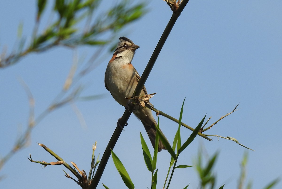 アカエリシトド - ML643432569