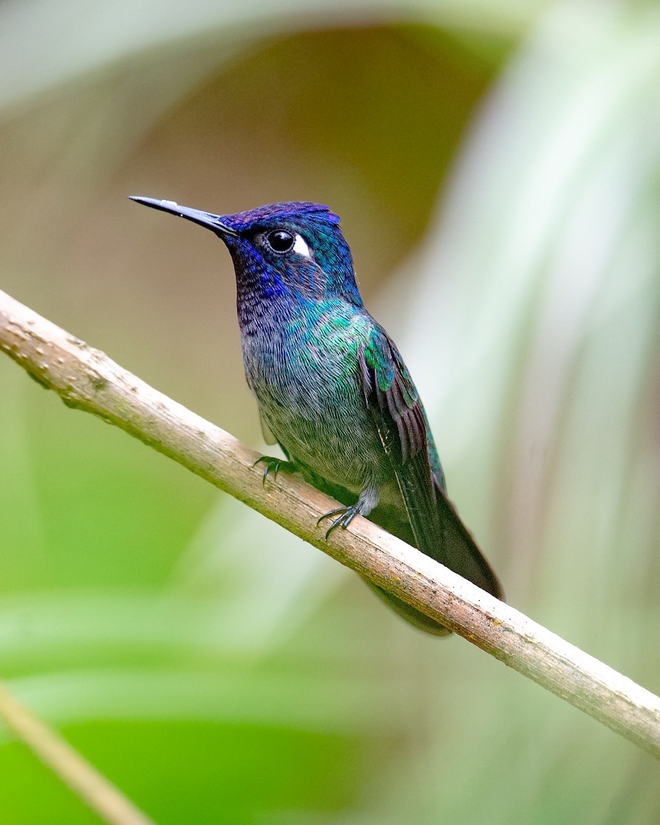 Violet-headed Hummingbird - ML643432583