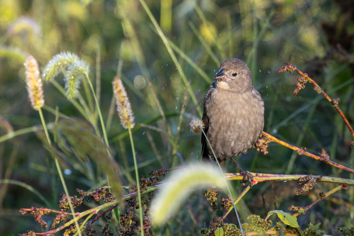 Brown-headed Cowbird - ML643432586