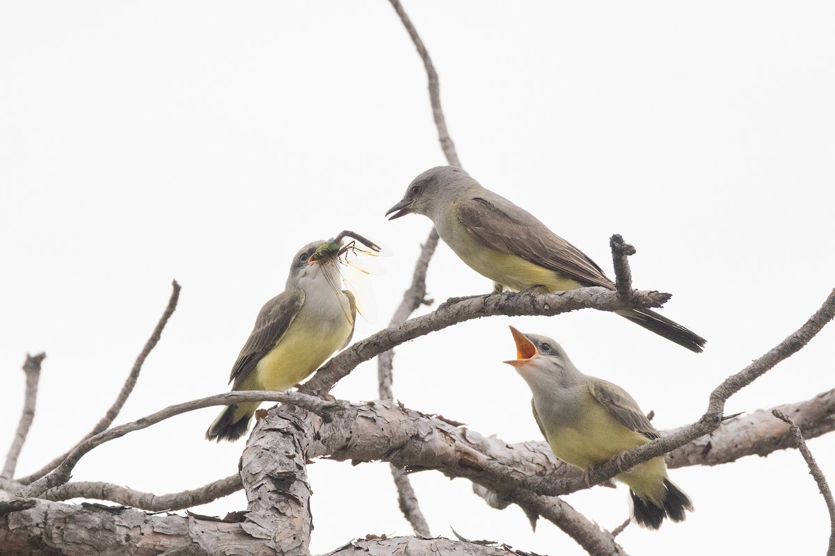 Western Kingbird - ML643432602