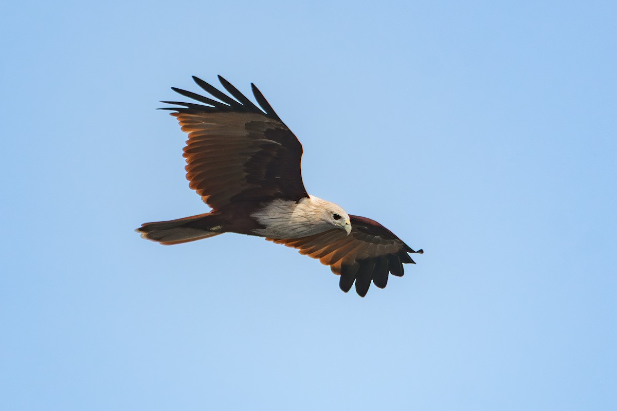 Brahminy Kite - ML643432634