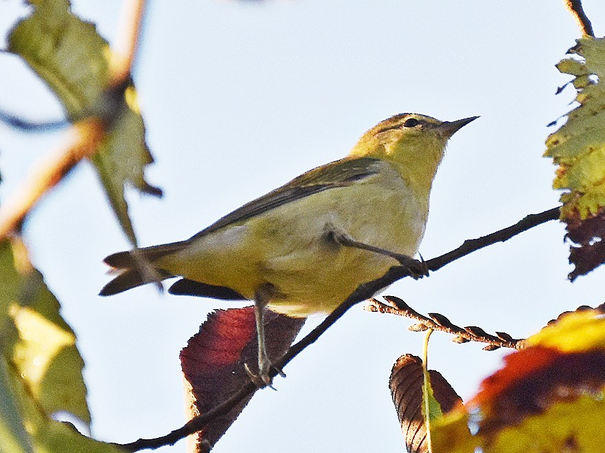 Tennesse Ötleğeni - ML643432635