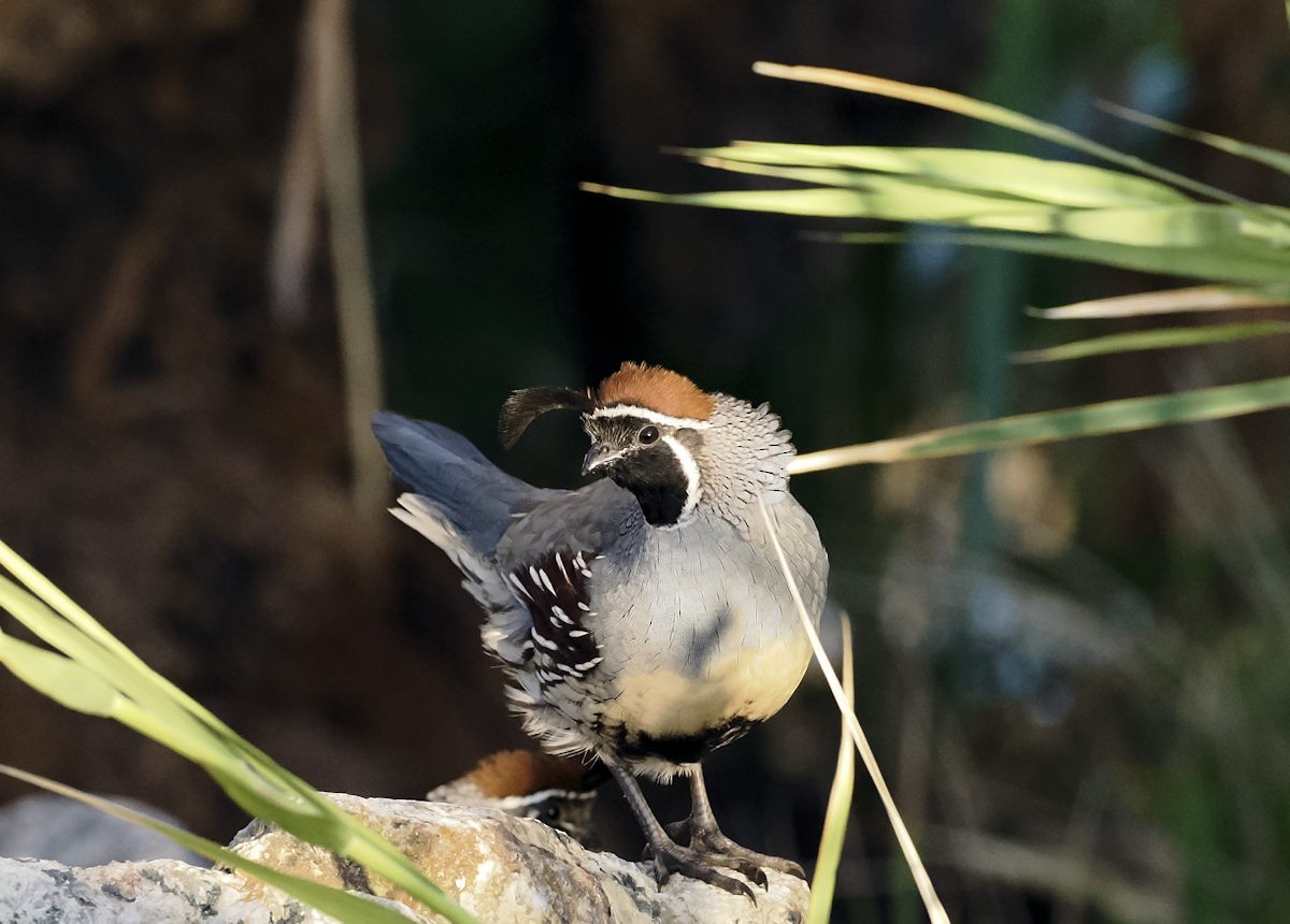 Helmwachtel - ML643432636