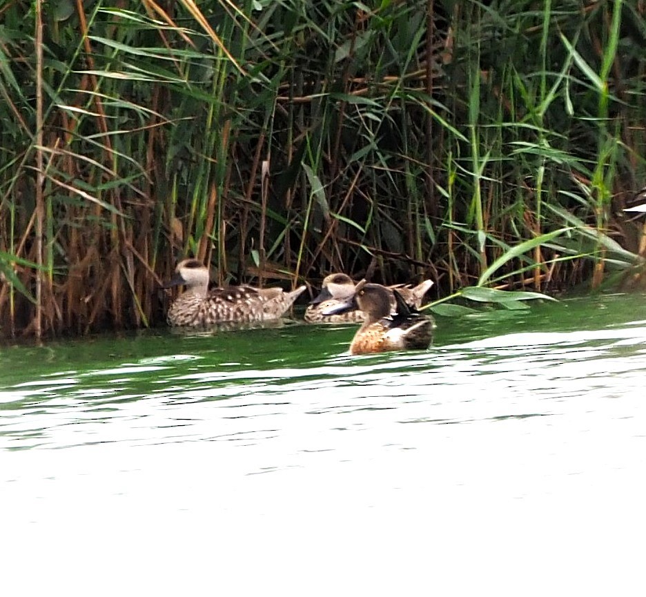 Marbled Duck - ML643432643