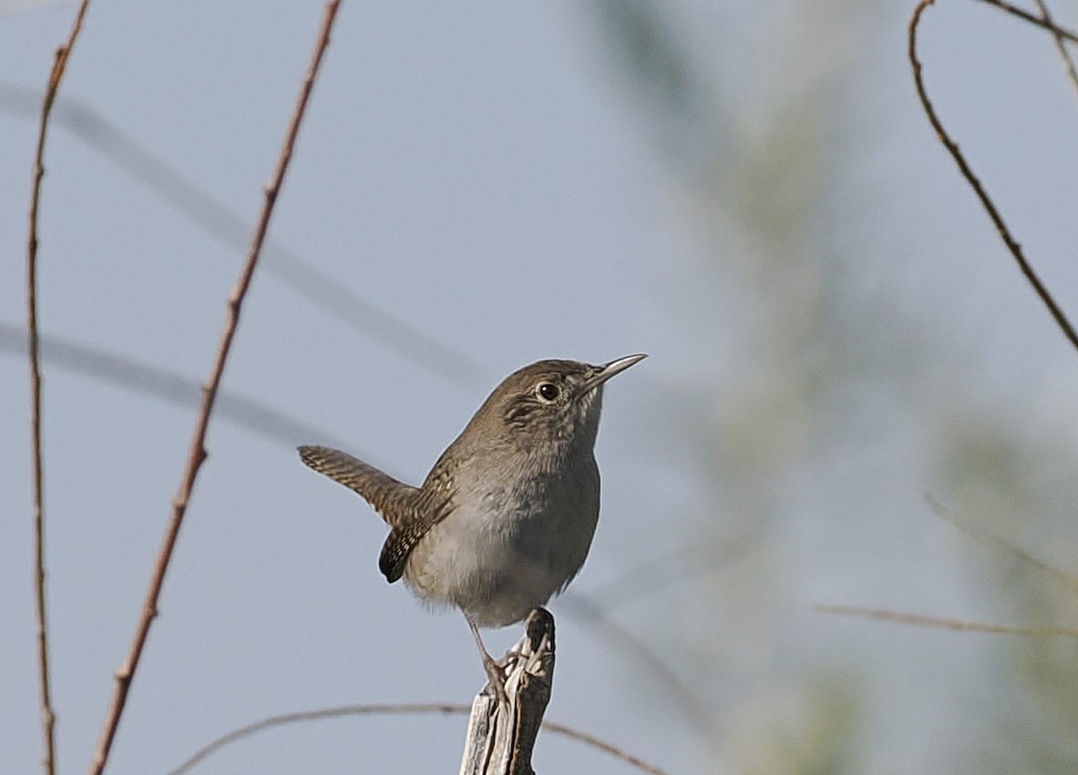 Hauszaunkönig - ML643432648