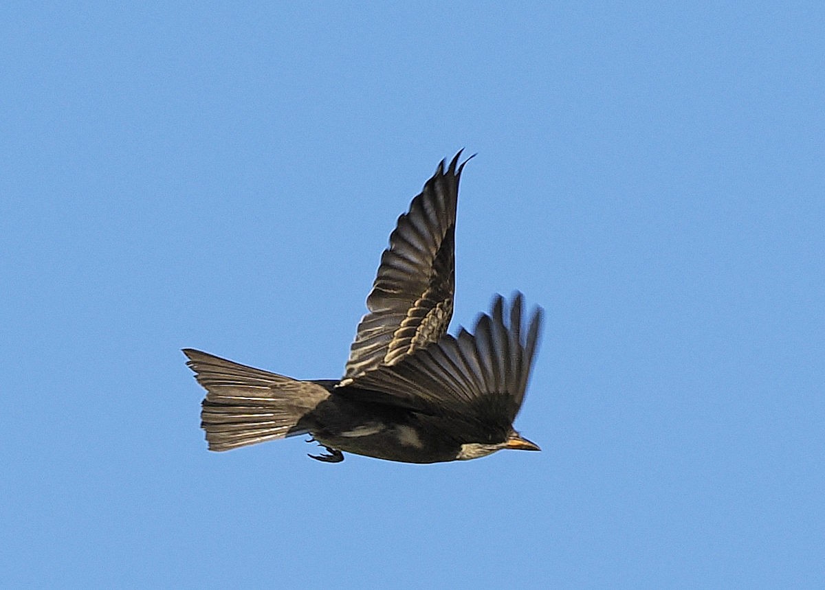 Olivflanken-Schnäppertyrann - ML643432652