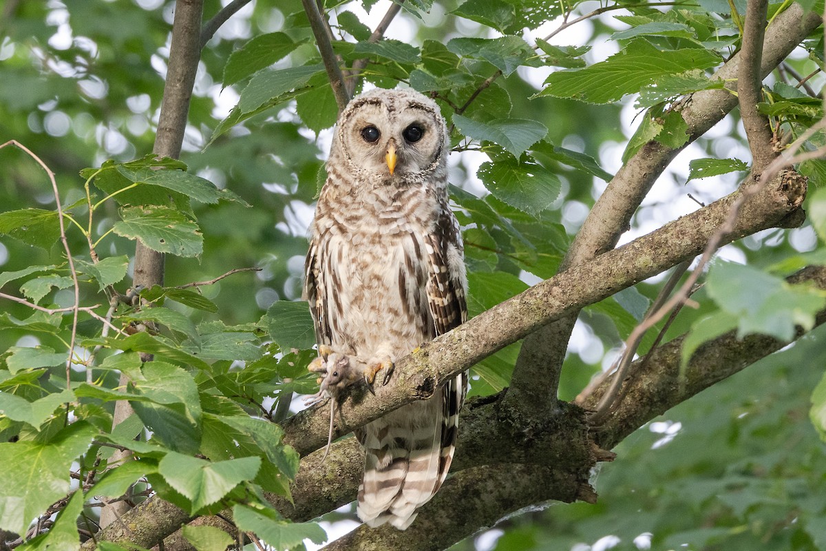 Barred Owl - ML643432653