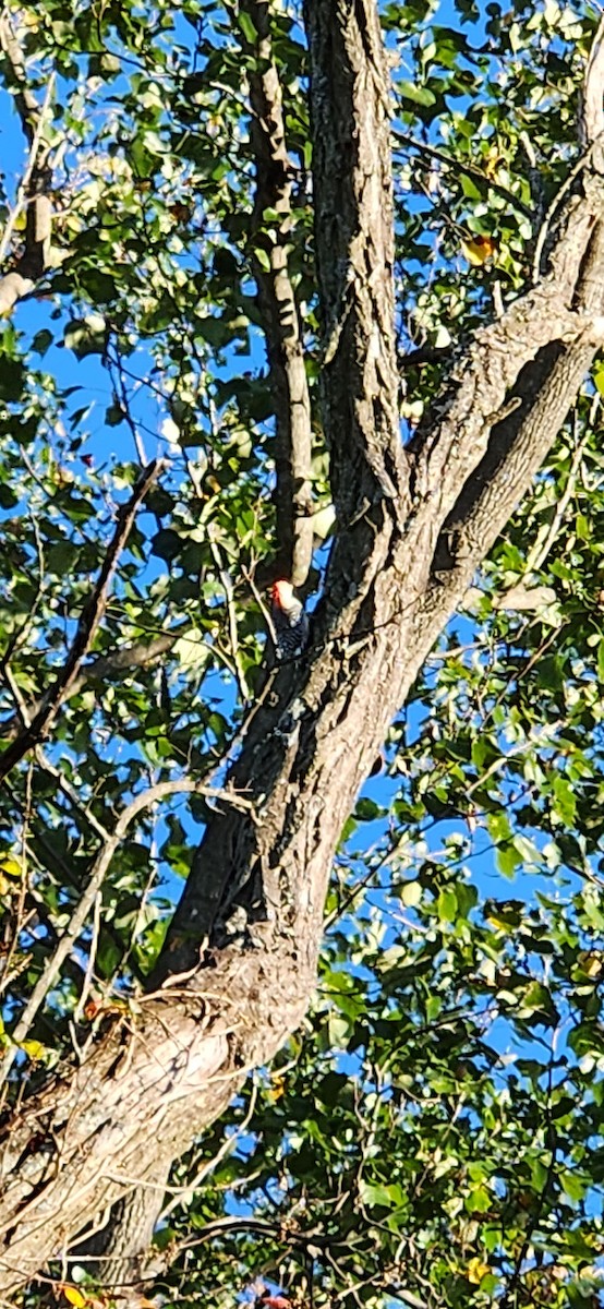 Red-bellied Woodpecker - ML643432659