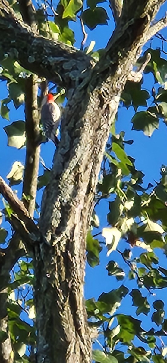 Red-bellied Woodpecker - ML643432660