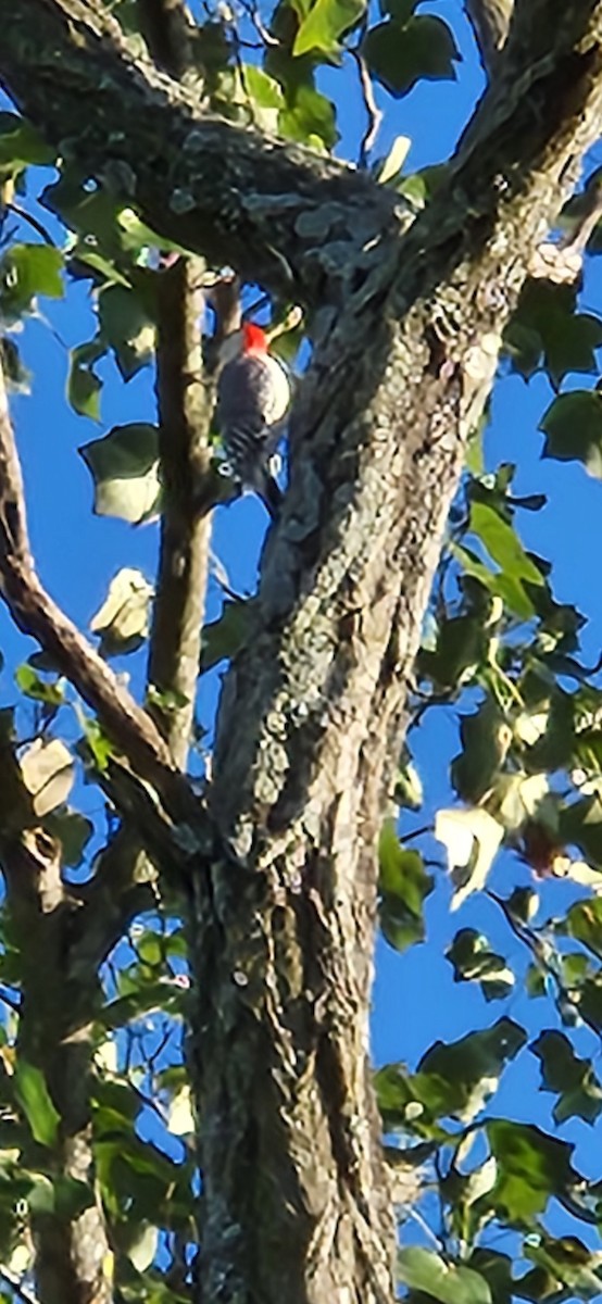 Red-bellied Woodpecker - ML643432661