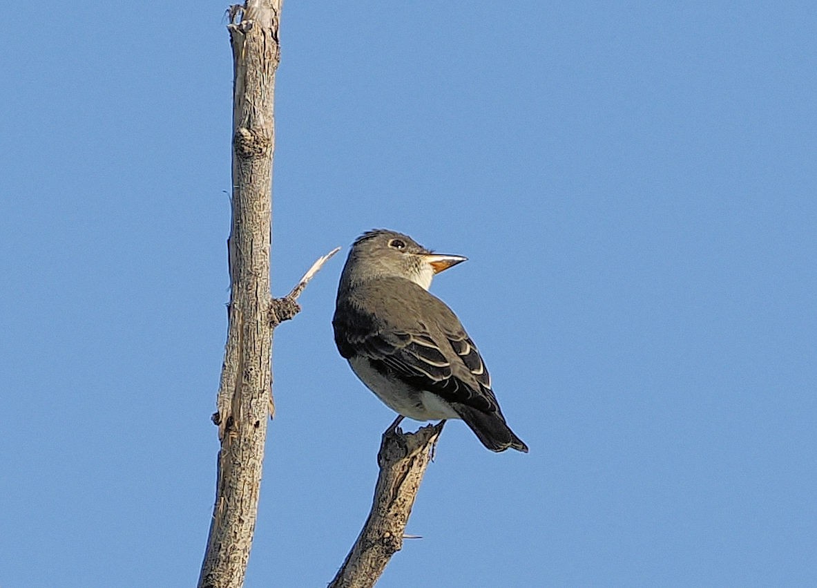 Olivflanken-Schnäppertyrann - ML643432663