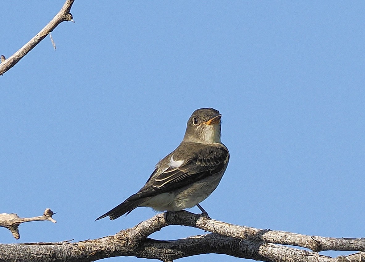 Olivflanken-Schnäppertyrann - ML643432666