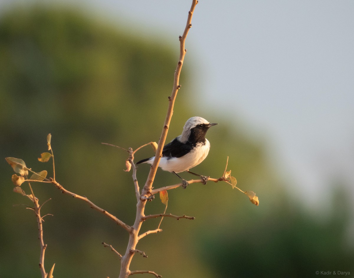 Finsch's Wheatear - ML643432670