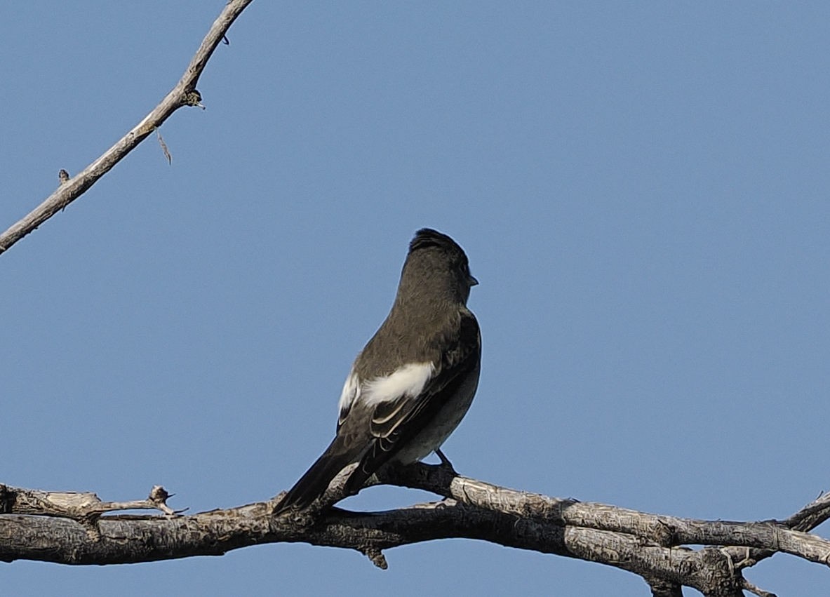 Olivflanken-Schnäppertyrann - ML643432671