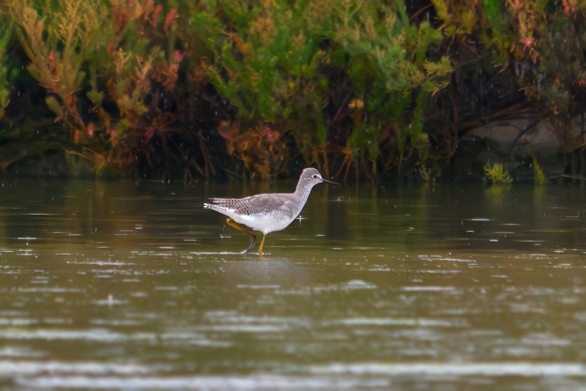 Lesser Yellowlegs - ML643432672