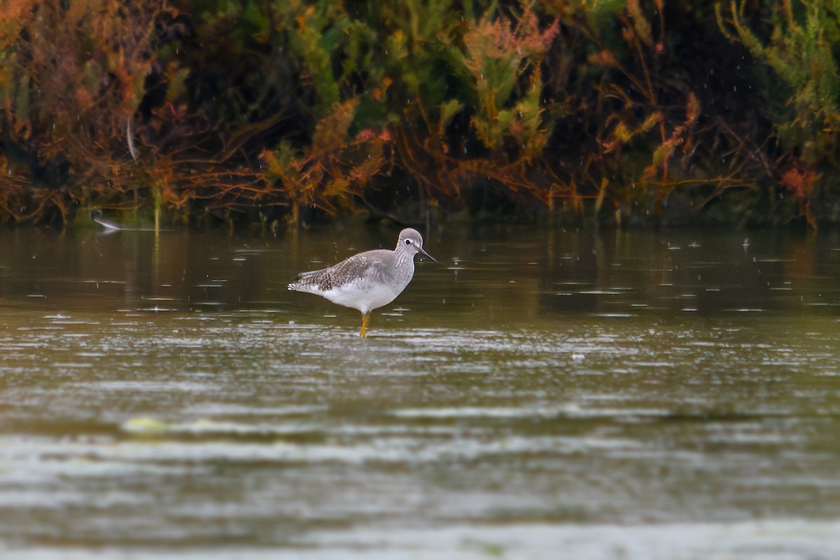 Lesser Yellowlegs - ML643432673