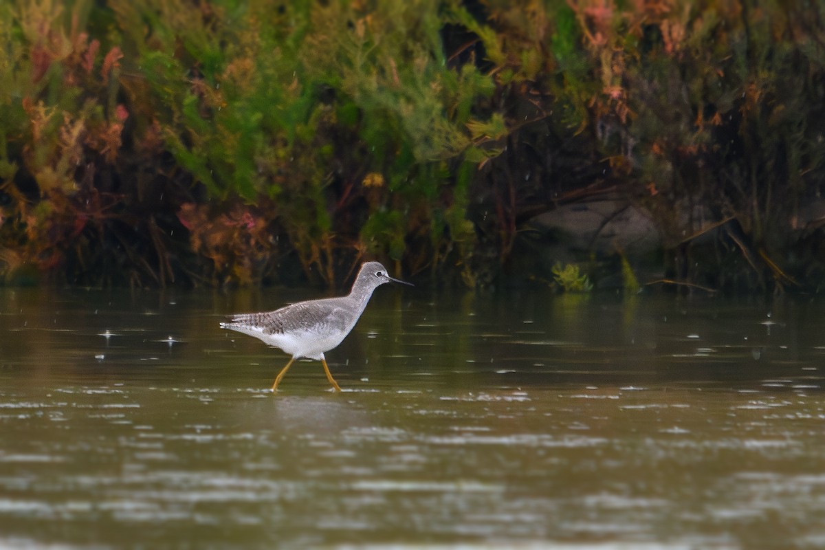 Lesser Yellowlegs - ML643432674