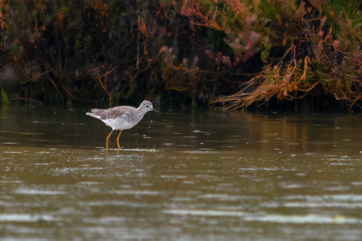 Lesser Yellowlegs - ML643432675