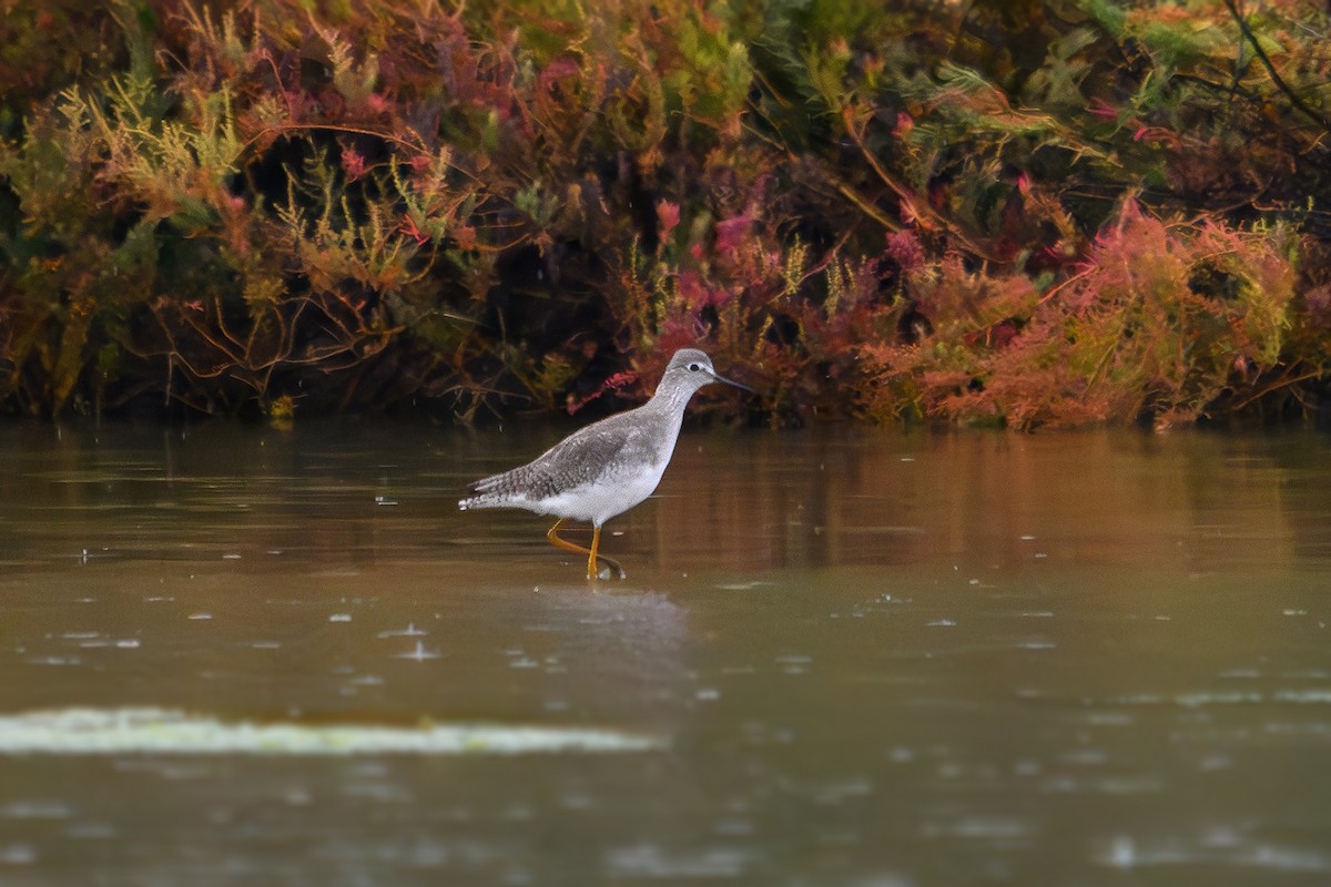 Lesser Yellowlegs - ML643432676