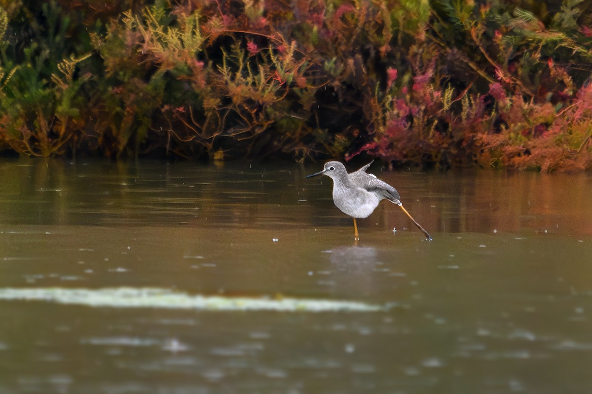 Lesser Yellowlegs - ML643432677