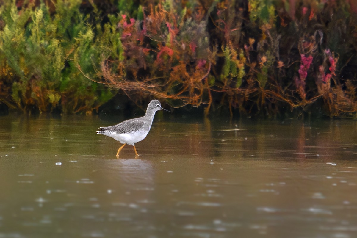 Lesser Yellowlegs - ML643432678