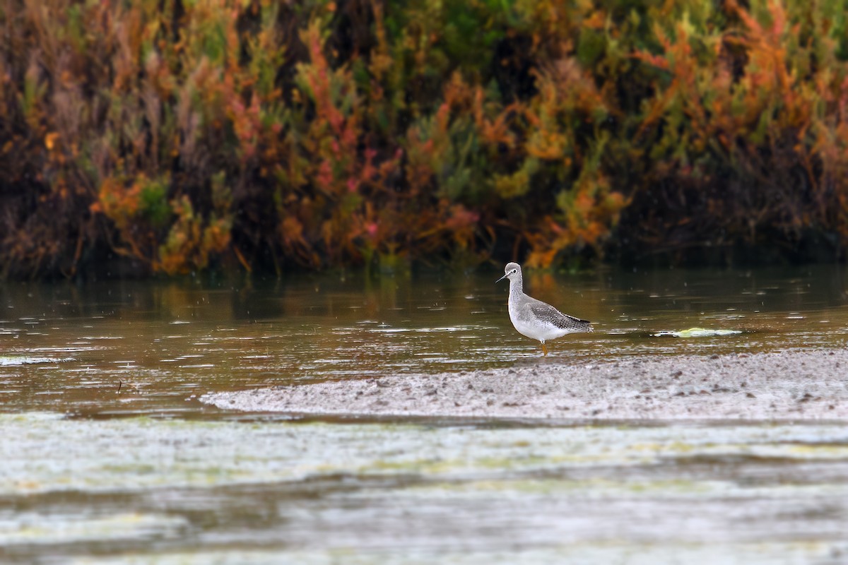 Lesser Yellowlegs - ML643432679
