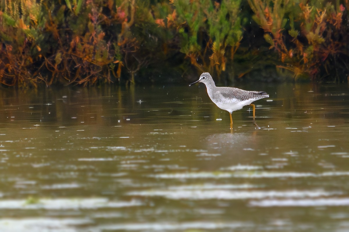 Lesser Yellowlegs - ML643432680