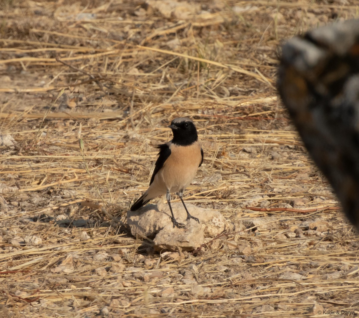 Eastern Black-eared Wheatear - ML643432693