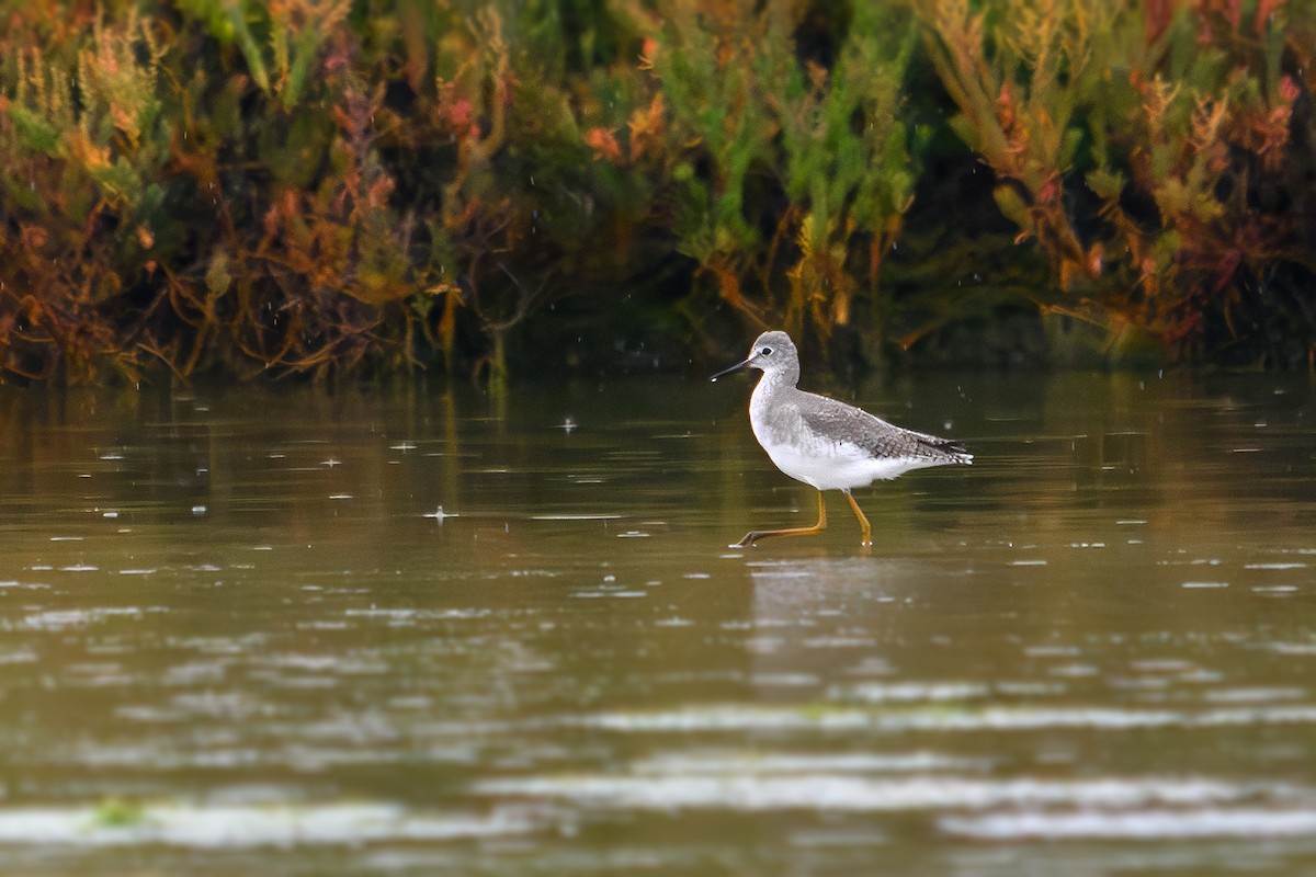 Lesser Yellowlegs - ML643432715