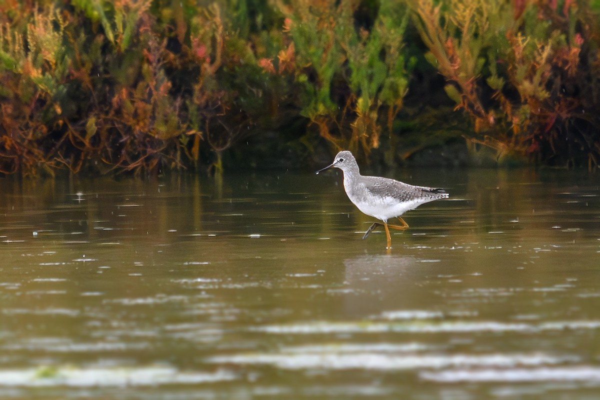 Lesser Yellowlegs - ML643432716