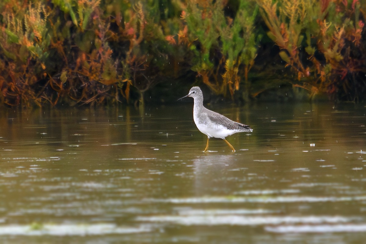 Lesser Yellowlegs - ML643432717