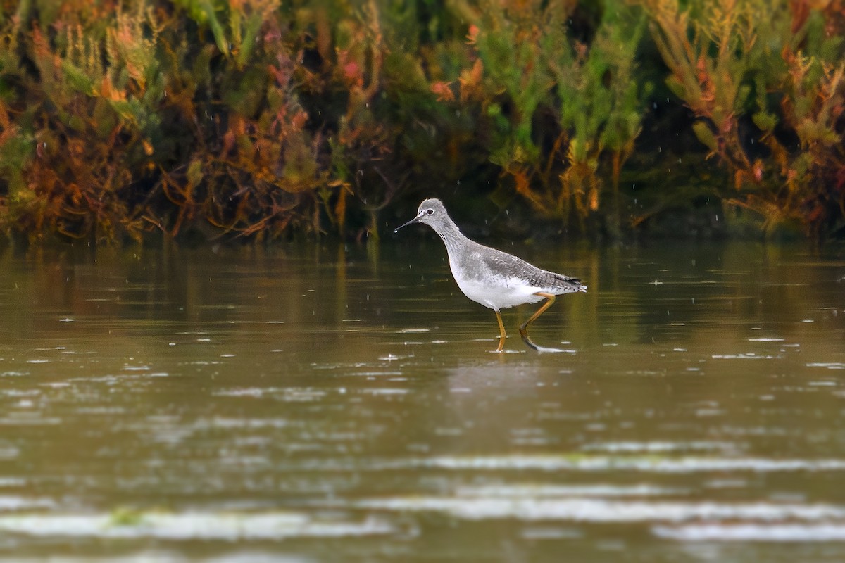 Lesser Yellowlegs - ML643432718
