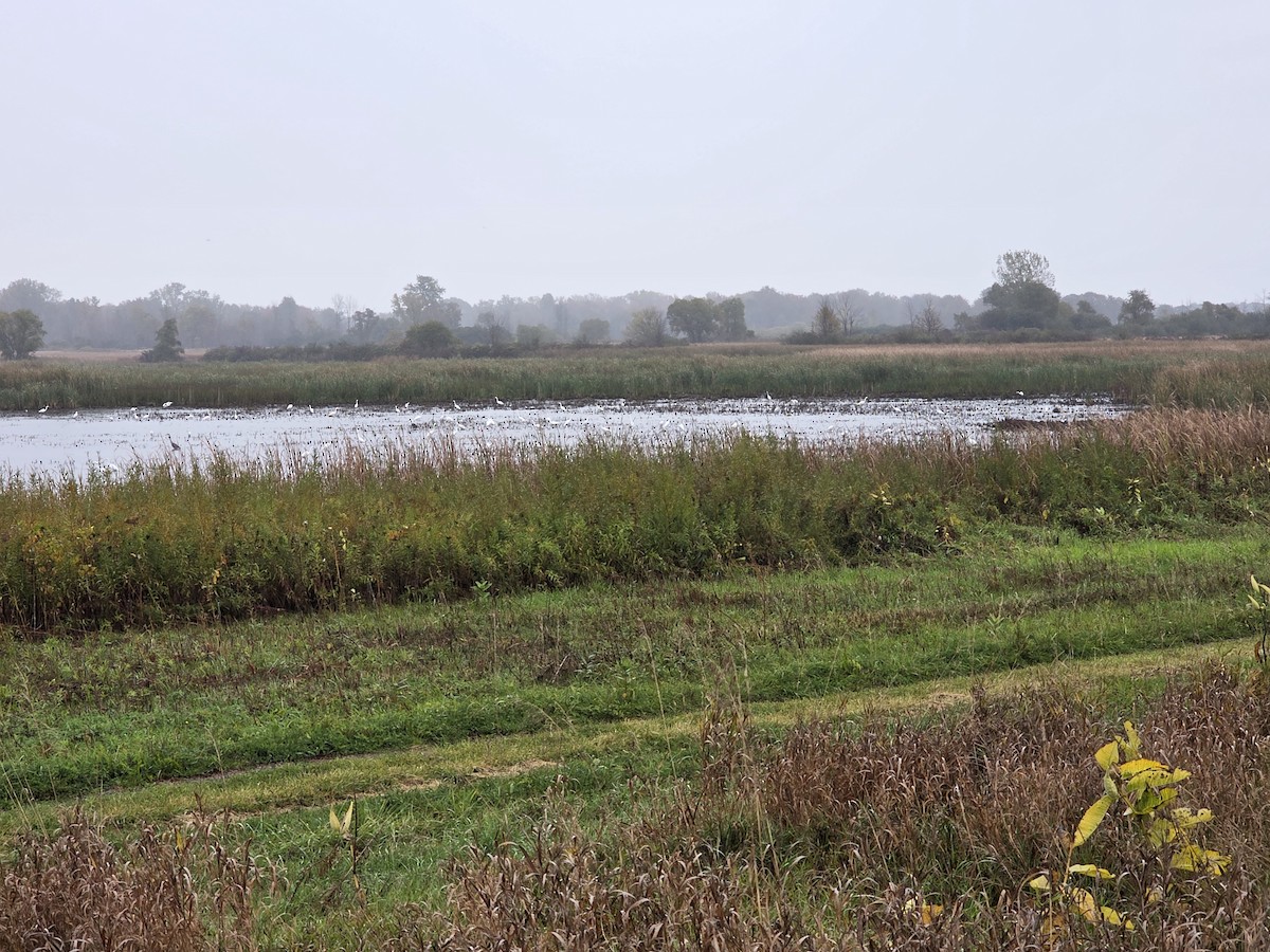 Airone bianco maggiore - ML643432729