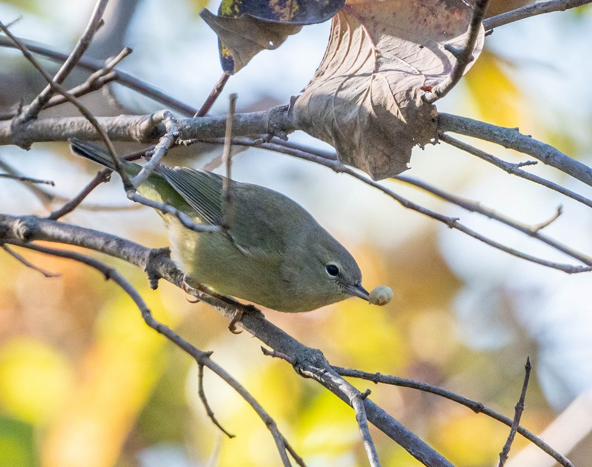 Orange-crowned Warbler (celata) - ML643432731