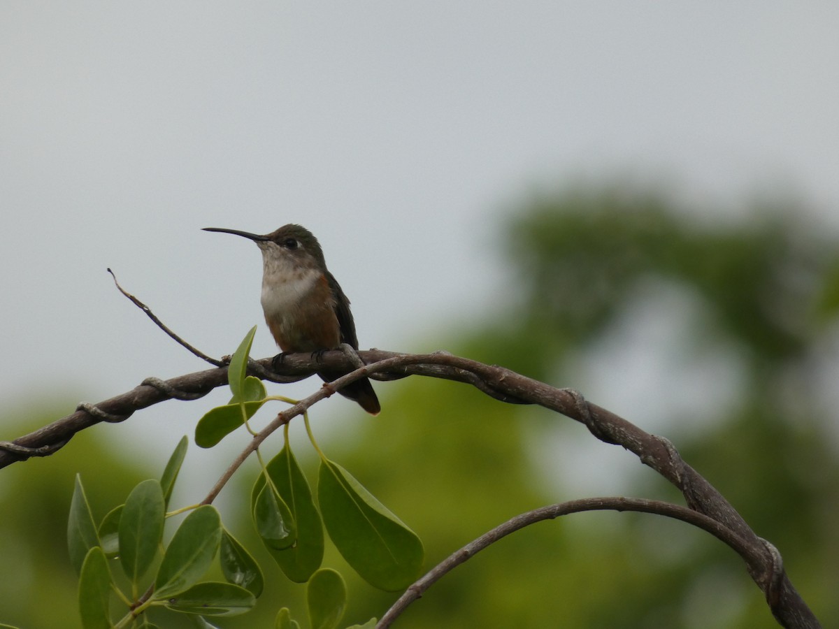 bahamaskolibri - ML643432733