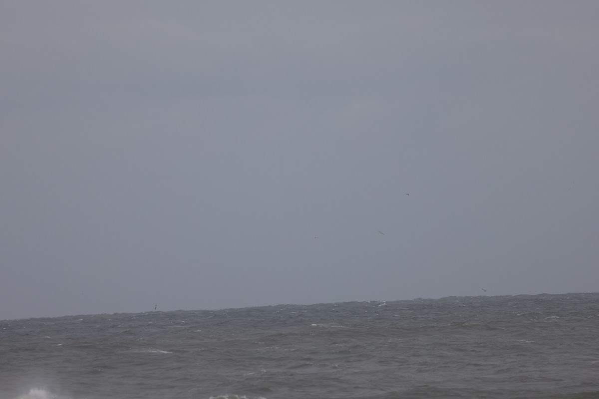 shearwater sp. - ML643432752