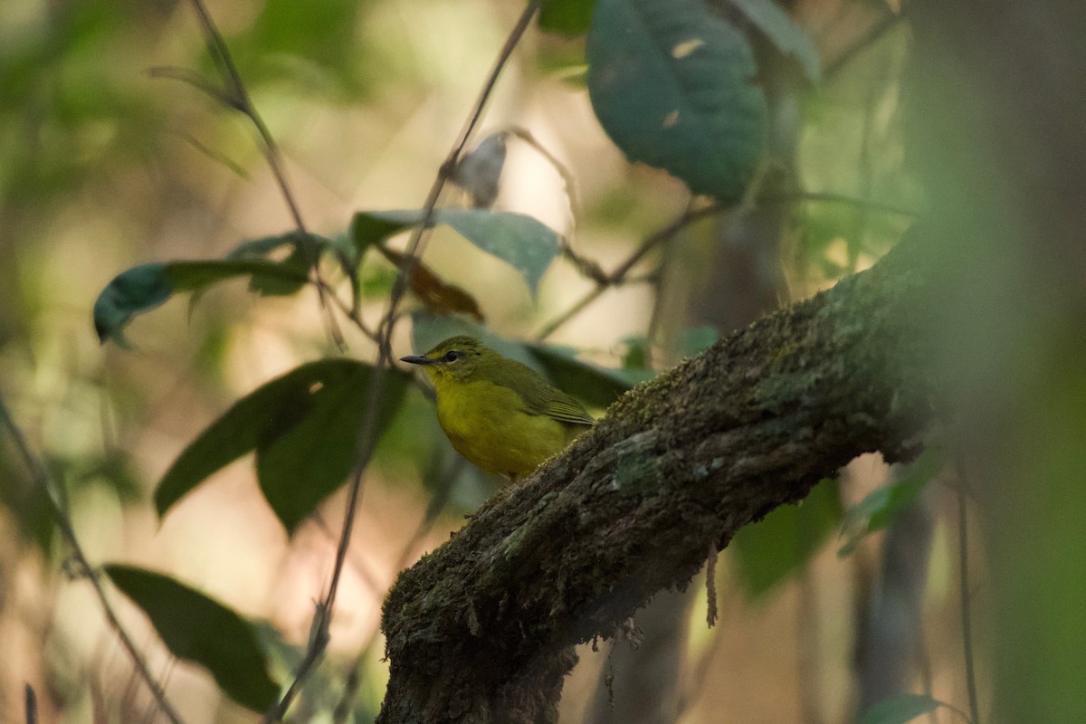 Flavescent Warbler - ML643432759