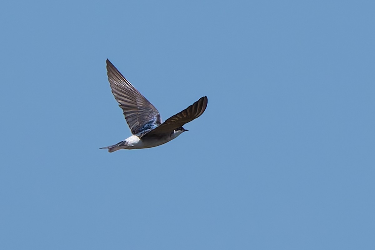 White-rumped Swallow - ML643432768