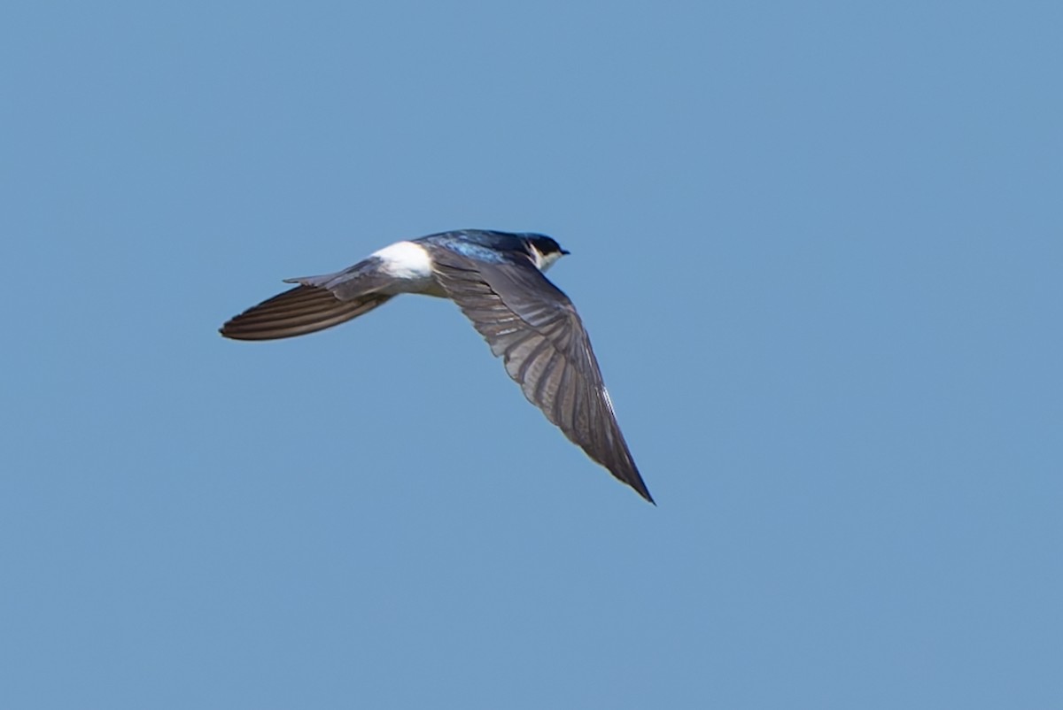 White-rumped Swallow - ML643432777