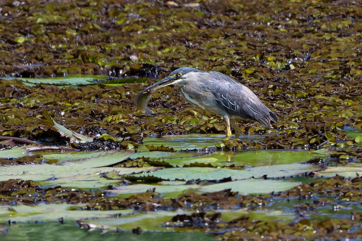 Striated Heron (South American) - ML643432800