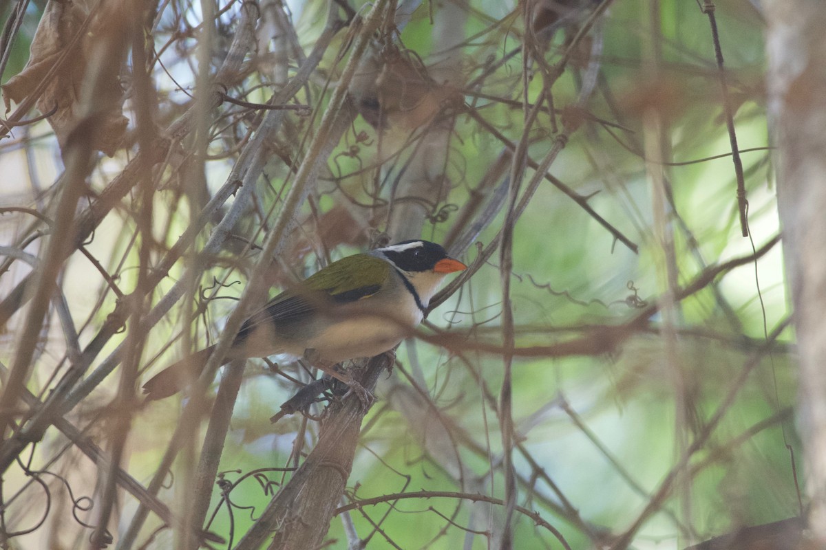 Желтоклювый тохи - ML643432831