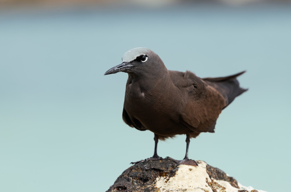 Brown Noddy - ML643432843