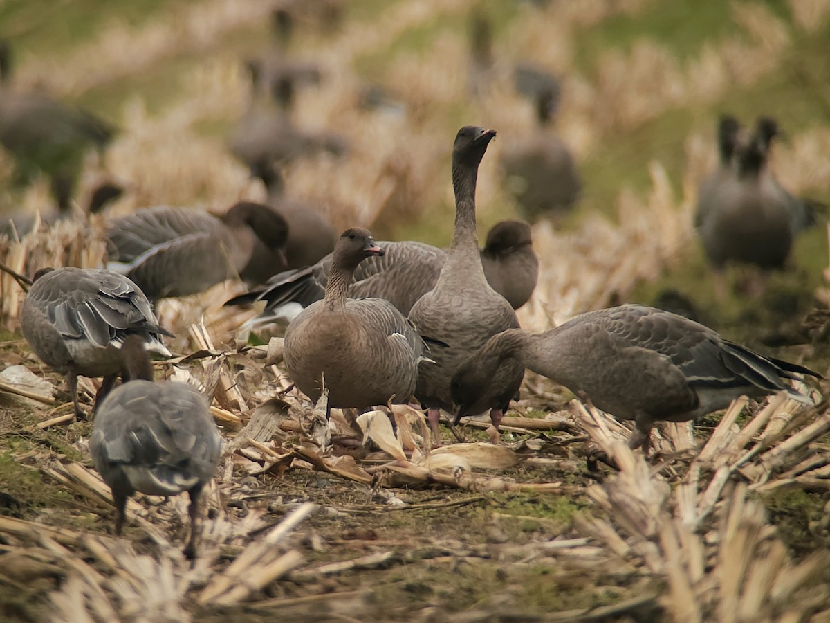 Pink-footed Goose - ML643432854