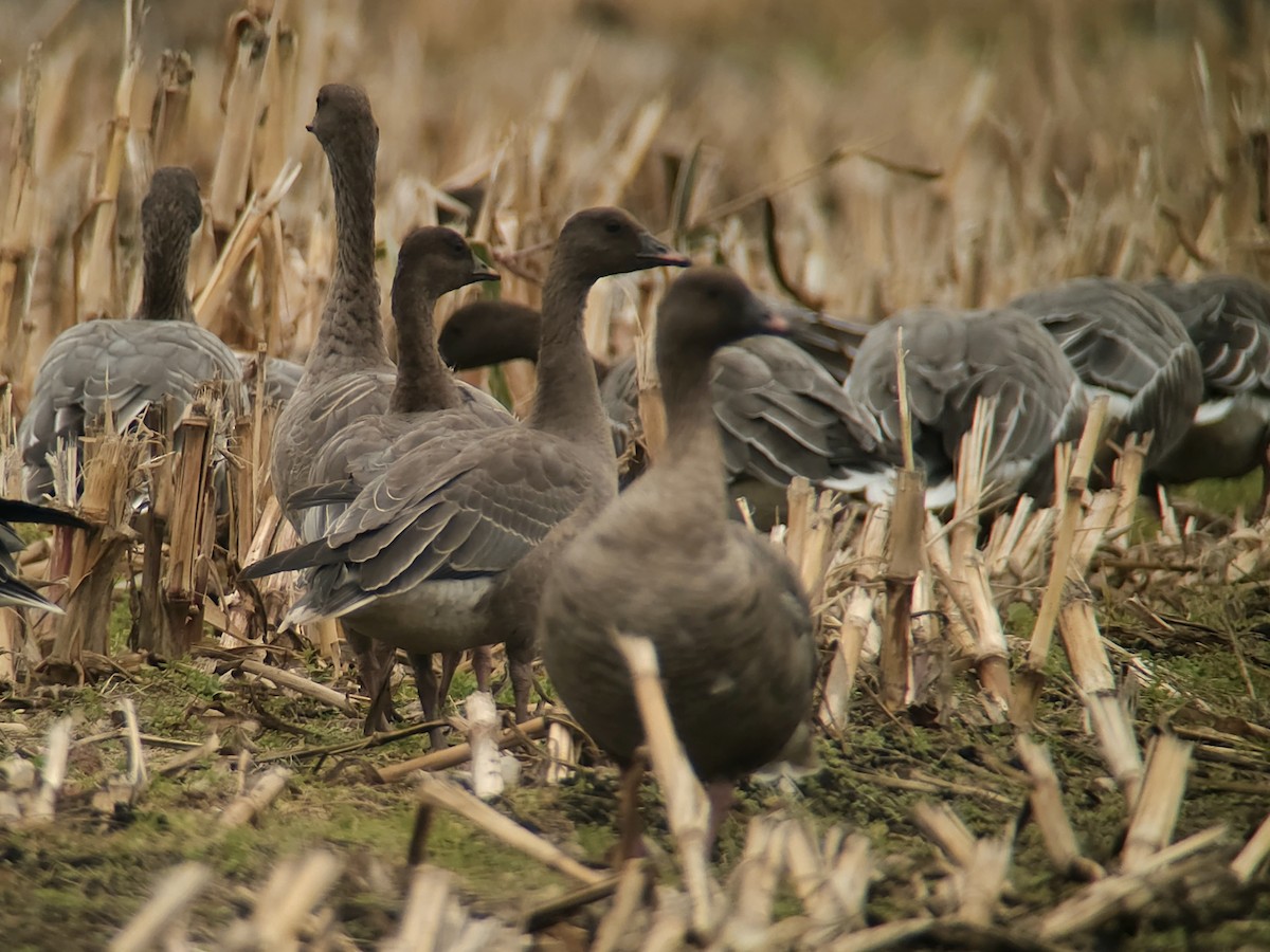 Pink-footed Goose - ML643432856