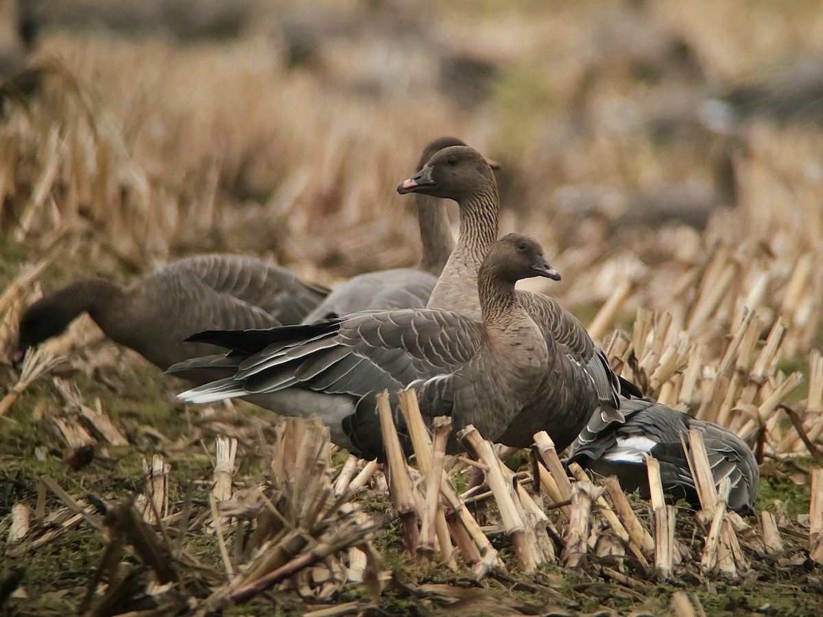Pink-footed Goose - ML643432857
