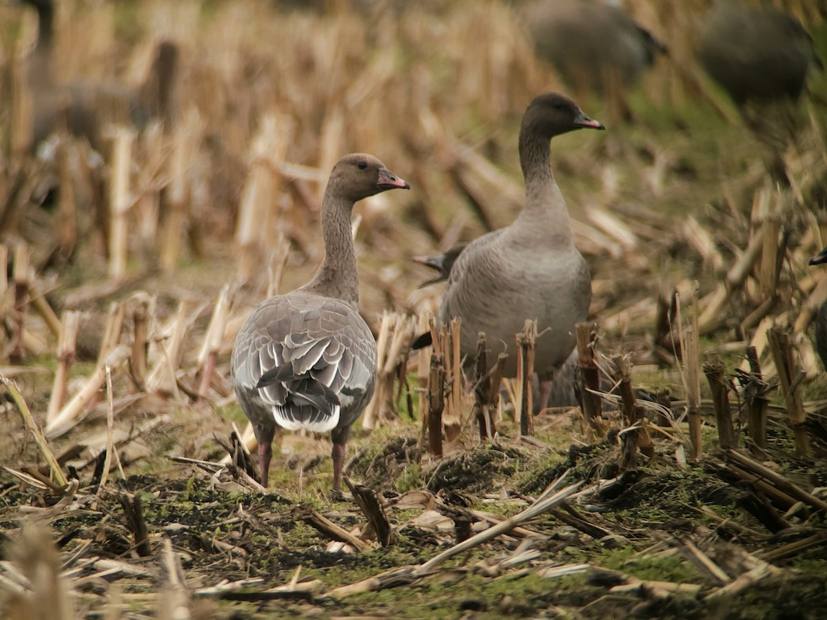 Pink-footed Goose - ML643432858