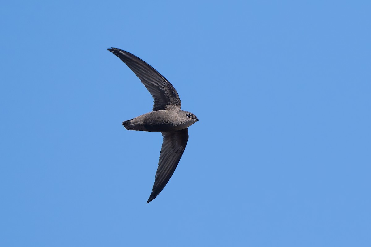Sick's Swift - ML643432860