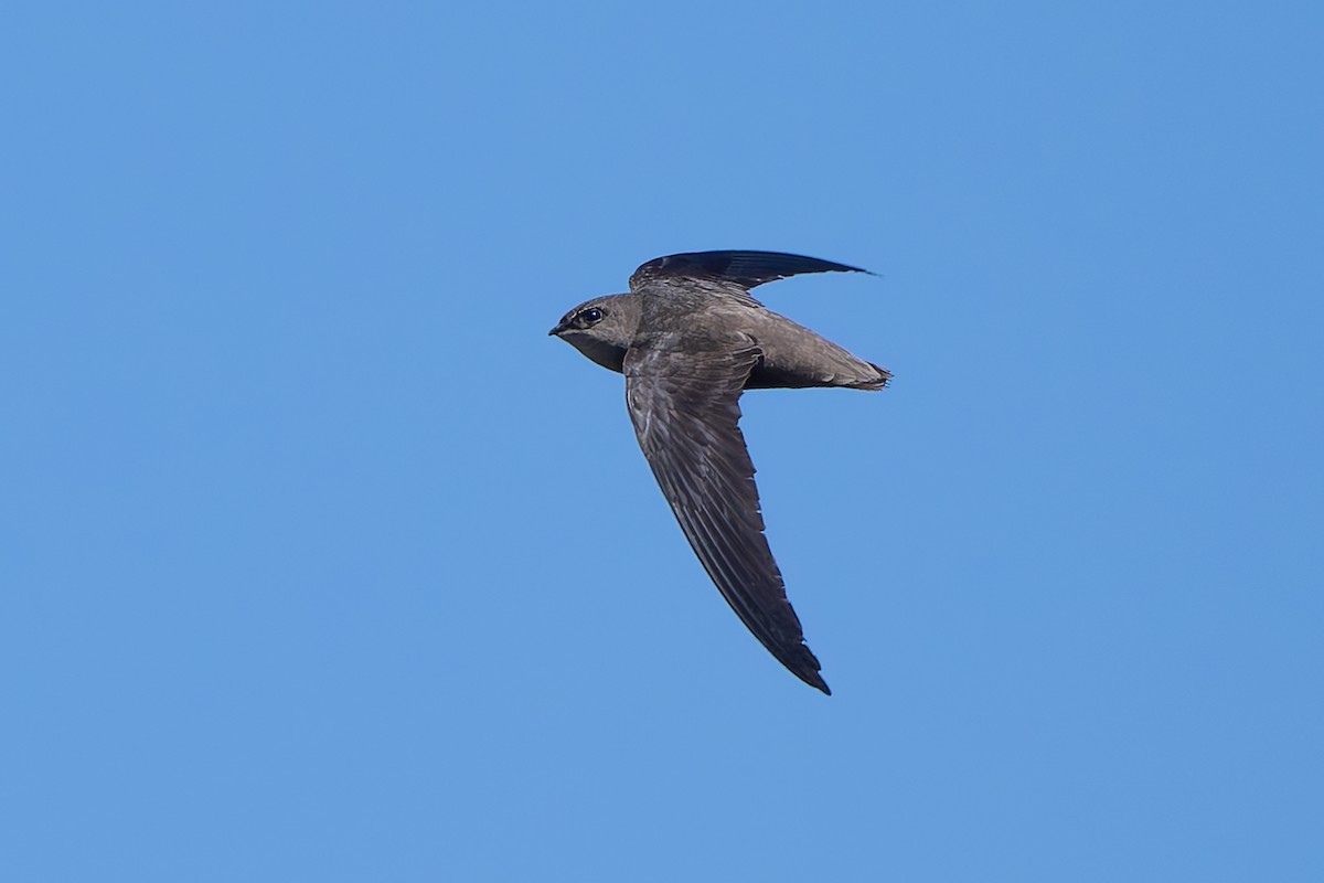 Sick's Swift - ML643432861